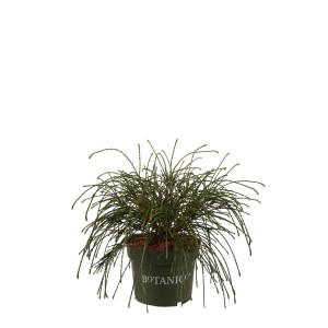 Cipresso di Lawson 'Whipcord' in vaso, altezza circa 25-30 cm. Pianta ornamentale da giardino con rami filiformi.