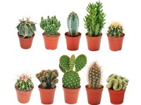 Kakteen-Mix verschiedene Sorten Topf Ø ca. 5,5 cm / 1 Stk.