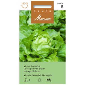 Sachet de graines de laitue d'hiver 'Wunder', laitue ronde vert clair au premier plan.