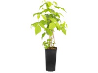 GROW by OBI Bio Himbeere Autumn Bliss Rubus Rot Höhe Topf ca. 2 l / Höhe  10 - 2