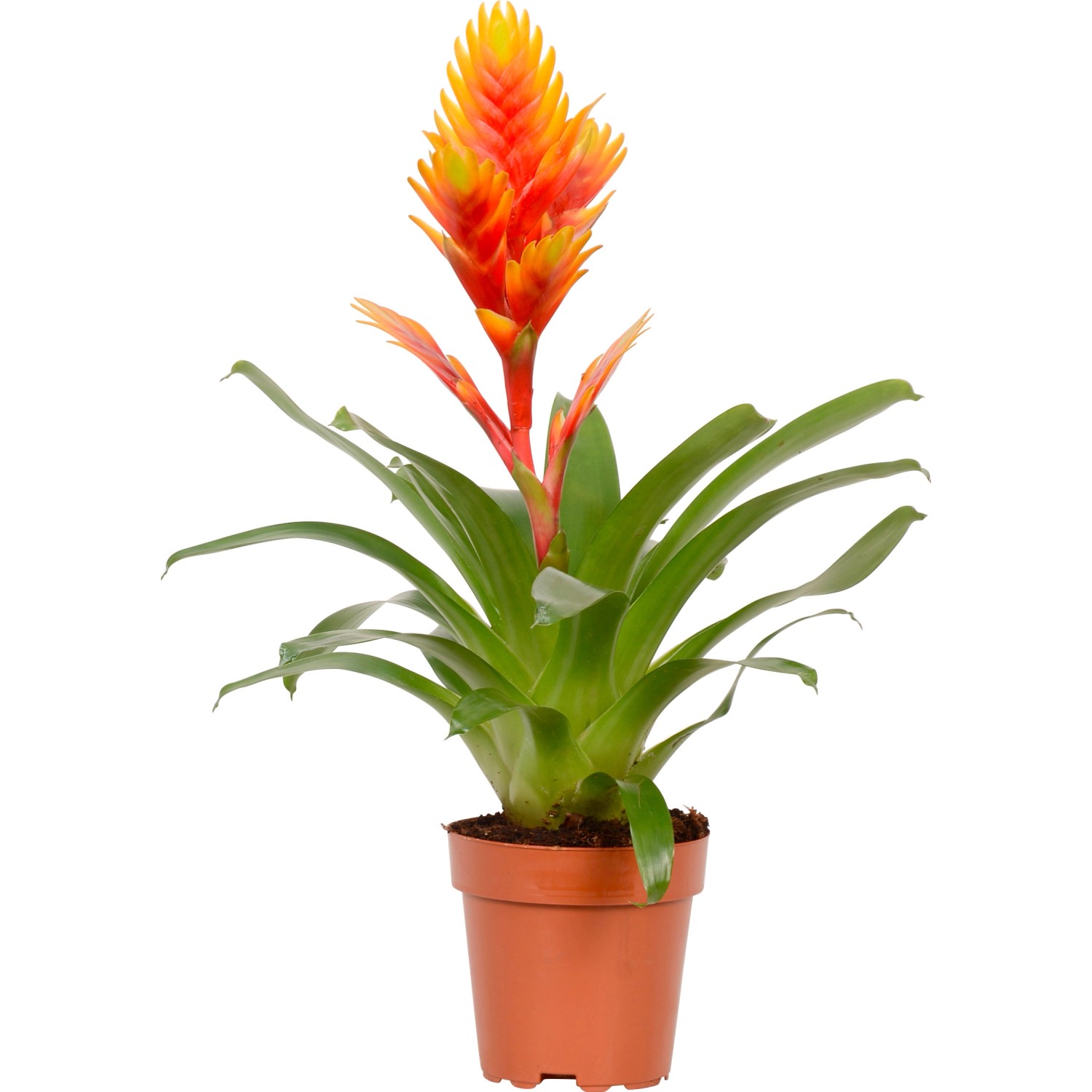 Bromelie Bromelia verschiedene Farben Topf Ø 12 cm / 1 Stk. kaufen bei OBI
