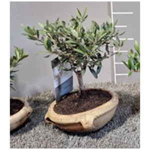 Olivo Olea europaea come alberello in ciotola a forma di anfora (Ø 25cm) per terrazza e balcone.