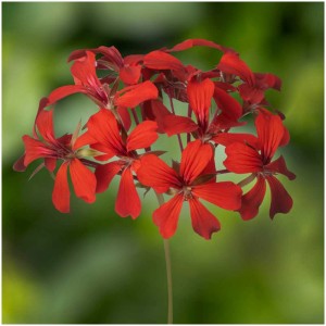 Géranium retombant rouge Ville de Paris en pot, plante fleurie pour balcon et jardin.