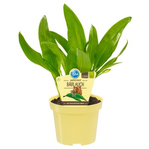 Ail des ours (Allium ursinum) en pot, herbe de cuisine avec des feuilles vertes.