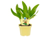 Bärlauch Allium ursinum Topf Ø ca. 11 cm