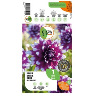 Grow by OBI Dalia Mystery Day, fiore rosso e bianco. Bulbo per aiuole, vasi e fiori recisi.