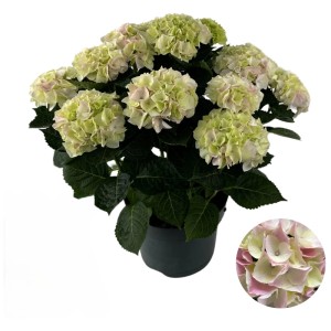Hortensie Hydrangea Hi Diamond im Topf (Ø 23 cm) mit hellgrünen Blüten.