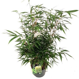 Riesen-Bambus Fargesia robusta im Topf, grüne Outdoor-Pflanze für den Halbschatten.