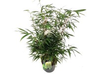 Bambù gigante Formidable Fargesia robusta vaso Ø 23 cm / altezza 60 cm