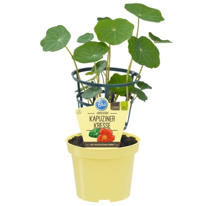 Blu - Nasturzio biologico in vaso Ø circa 12 cm - Tropaeolum majus