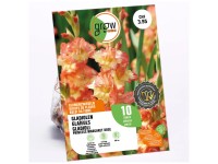 GROW by OBI Glaieul Princess Margaret Rose Jaune/Rouge / 10 pcs