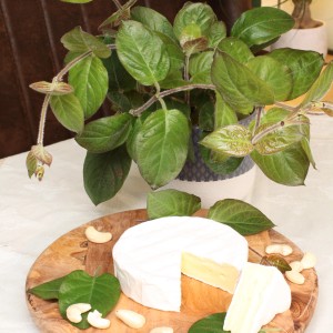 Blu Cheese Herb in vaso (Ø 12cm) con formaggio su tagliere di legno. Paederia lanuginosa.