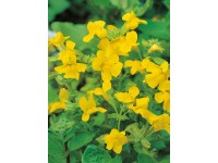 Gauklerblume Gelb Topf Ø ca. 9 cm