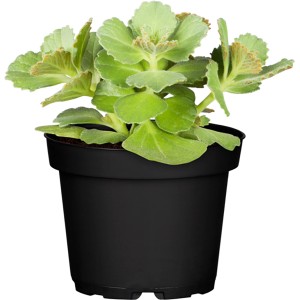 Plante Dackel Abwehr (Coleus caninus) en pot, plante verte pour massifs et pots.