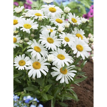 Grossblumige GartenMargerite Leucanthemum Weiss Topf Ø ca. 18 cm