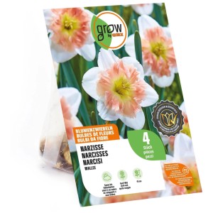 GROW by OBI Narzisse Mallee Blumenzwiebeln, 4 Stk. Weiße Blüten mit rosa-orange geteilter Krone.