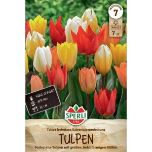 Sperli Kaisertulpen-Mischung: Tulpen in Gelb, Rot, Orange und Weiß.