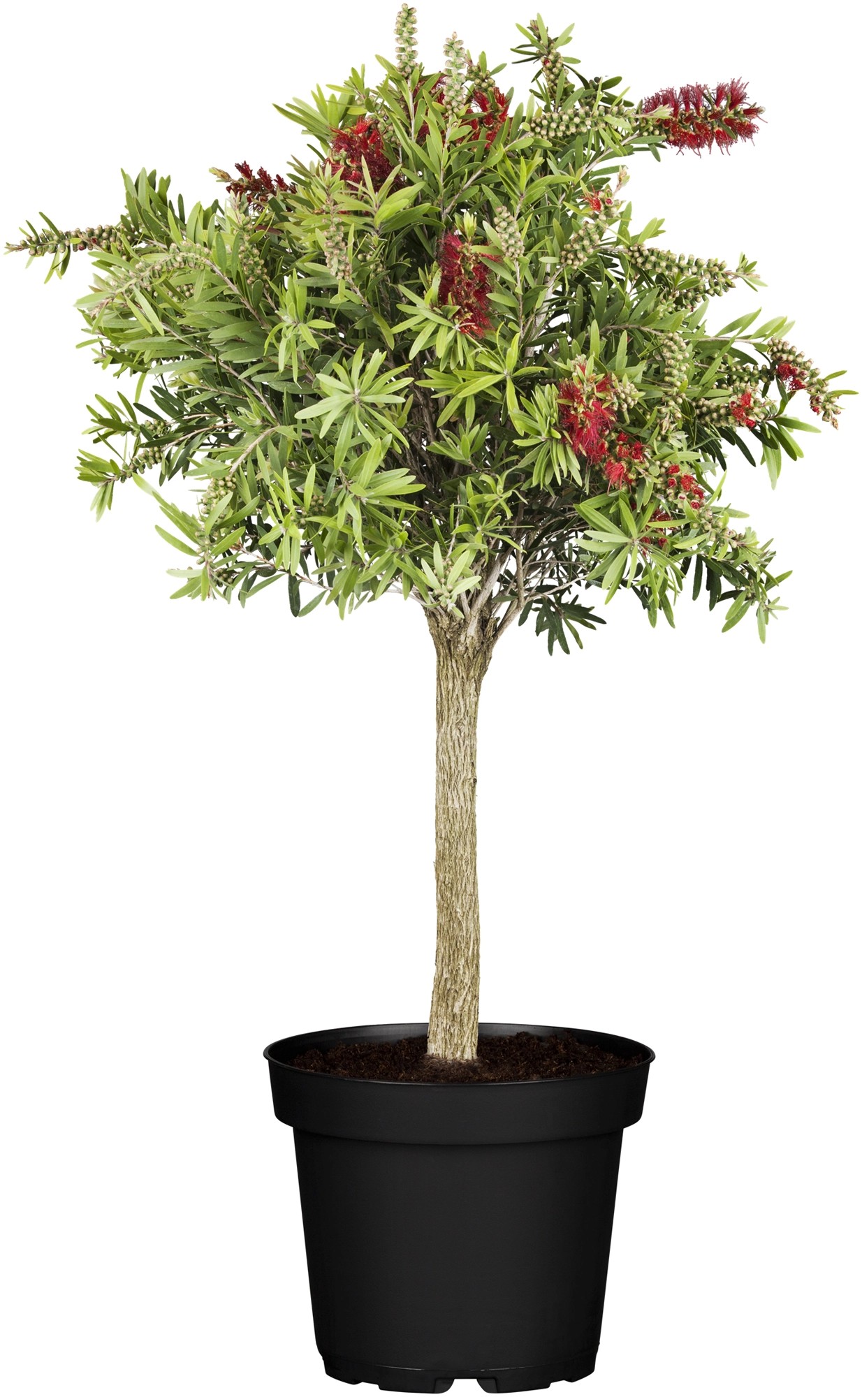 Karminroter Zylinderputzer Halbstamm TopfØ ca. 18 cm Callistemon