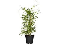 GROW by OBI Bio Kiwi Issai Actinidia selbstfruchtend Topf 2 l / Höhe 20 - 30 cm