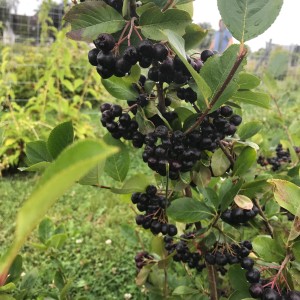 Melo spugnoso (Aronia) con bacche scure mature su un arbusto.
