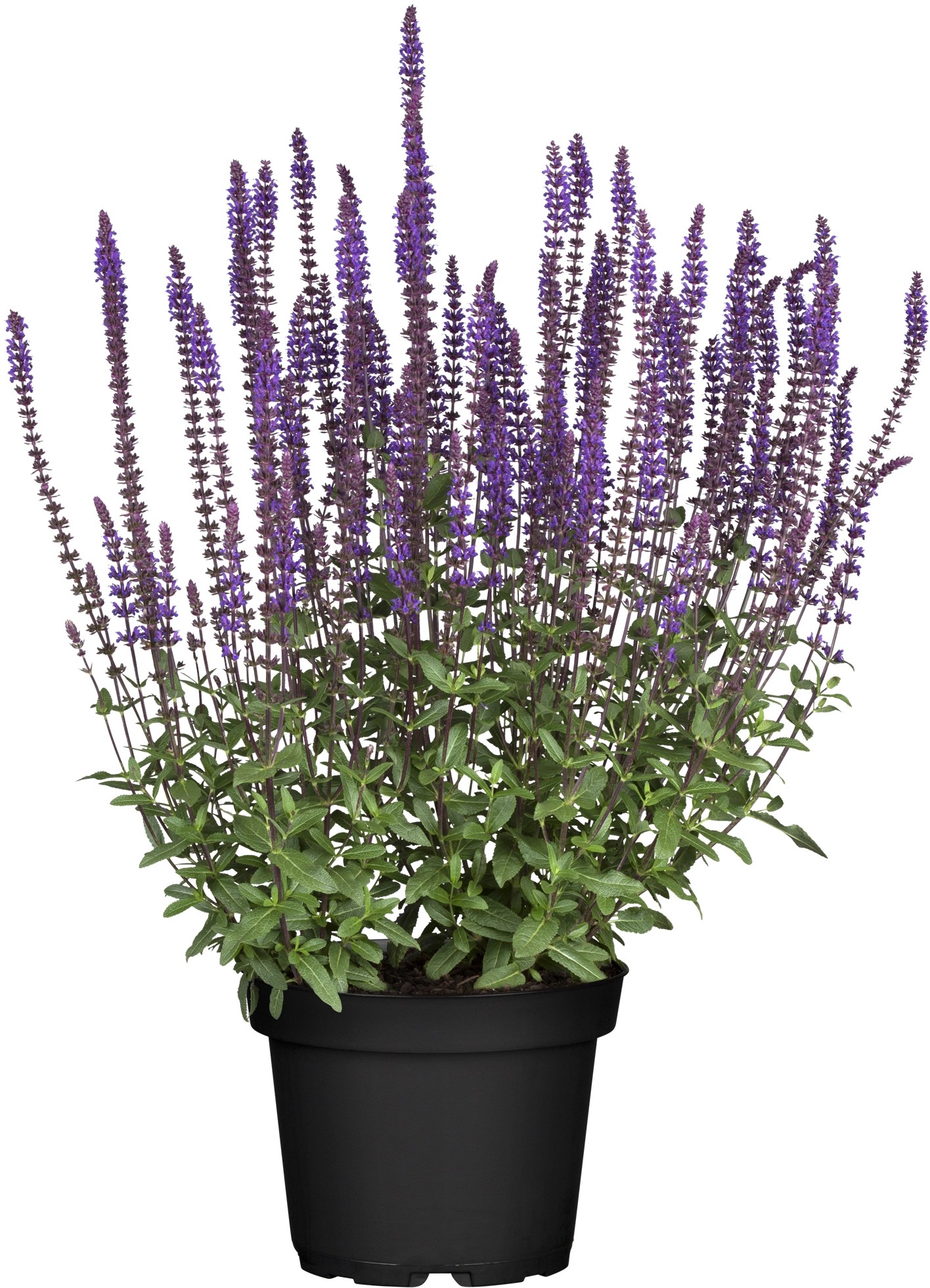 GROW by OBI SteppenSalbei Salvia nemorosa Blau Topf Ø 13 cm kaufen bei OBI