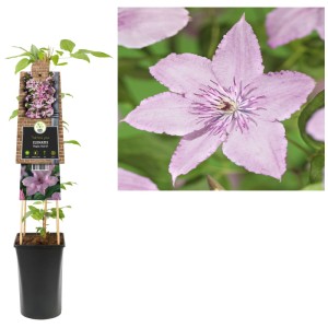 Clématite Hagley Hybrid Pink en pot, fleur rose pâle, plante grimpante.