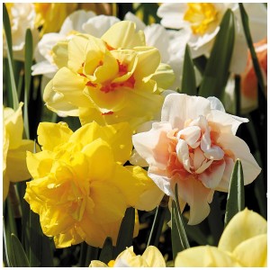 Mehrfarbige Narzissen-Mischung von GROW by OBI, 15 Stück. Frühlingsblüher für Beet und Garten.