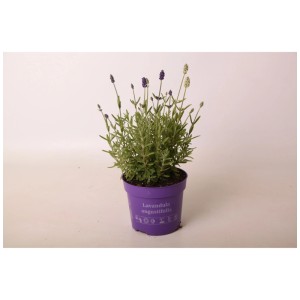 Lavande Mixmasters Lavandula Angustifolia en pot violet, diamètre 13 cm.