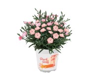 Stauden-Nelke Peach Party Topf Ø 10,5 cm