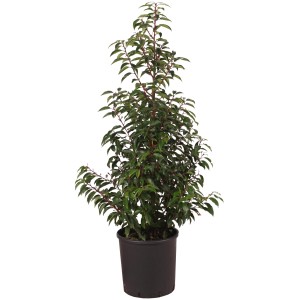 Lauro portoghese Angustifolia in vaso, altezza circa 80 cm, sempreverde.