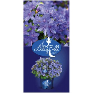 Rododendro nano 'Lilly Bell Night' in contenitore da 3L con fiori blu.