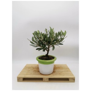 Olivo Olea europaea in vaso di ceramica (Ø 14 cm) su pallet di legno.