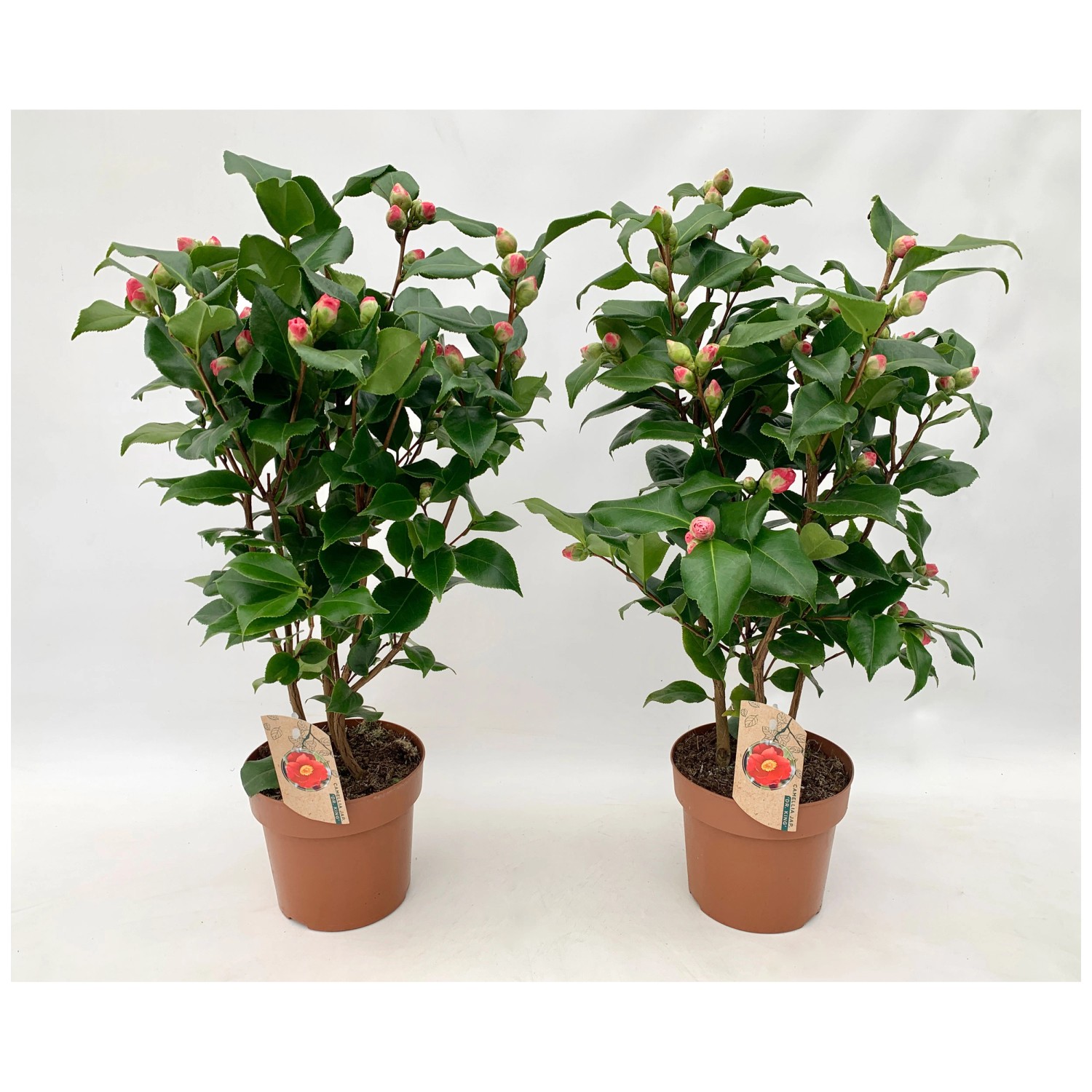 Kamelie Camellia japonica in Sorten Topf Ø 17 cm / 1 Stk. kaufen bei OBI
