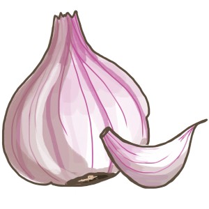 Illustrazione: Aglio vero (Allium sativum) con spicchio in vaso, erba aromatica versatile.