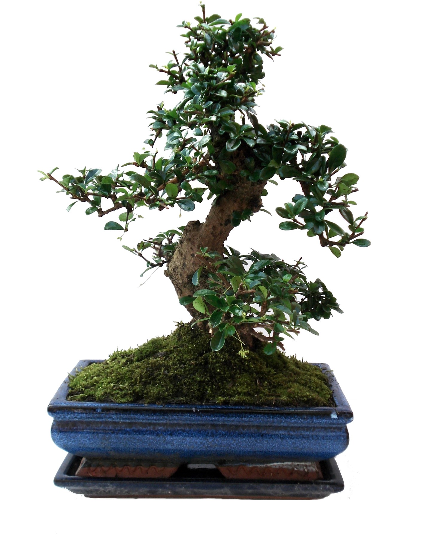 Bonsai Solitär TopfØ ca. 40 cm kaufen bei OBI