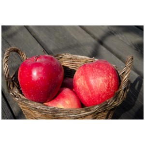 Pommes Gloster rouges et brillantes dans un panier rustique sur une table en bois. Récolte de pommes.