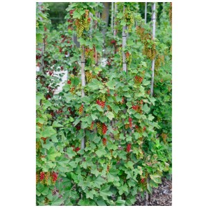 Groseillier bio Rovada avec des baies rouges et des feuilles vertes.