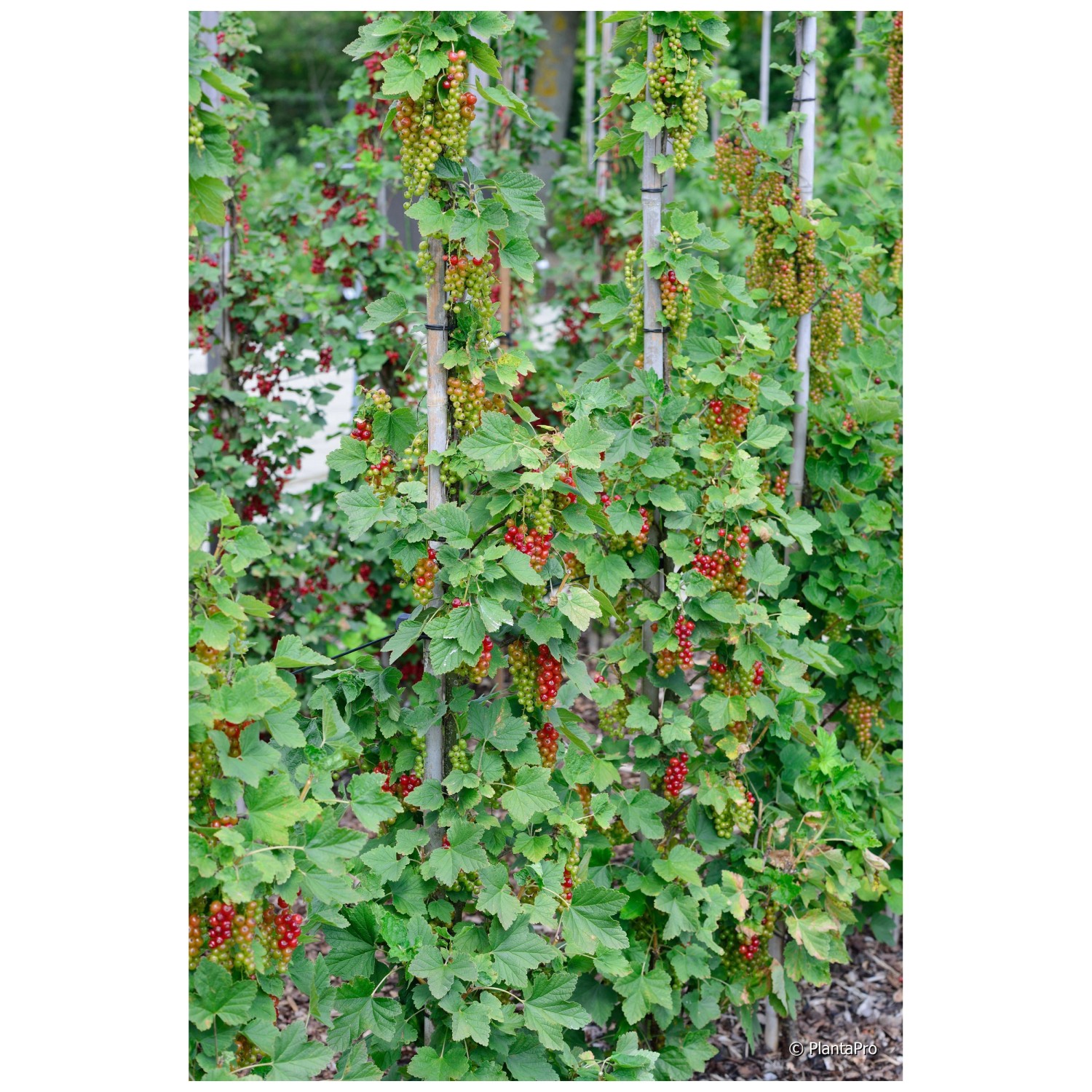 Bio Johannisbeere Rovada Rot Strauch Topf Ø 20 cm / Höhe 50 80 cm