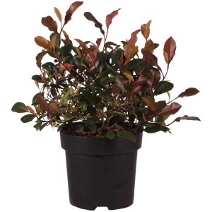 Fotinia Little Fenna in vaso: Arbusto sempreverde con foglie rosse in vaso scuro.