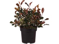 Glanzmispel Little Fenna Photinia fraseri Topf 2,8 l