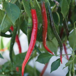 Blu Chili Joes Long, une plante potagère à fruits avec des piments longs rouges et verts.