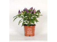 Naschzipfel Capsicum annuum Acapulco Topf Ø 12 cm / Höhe 25 cm