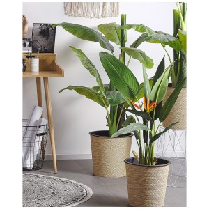Strelitzia kaufen bei OBI