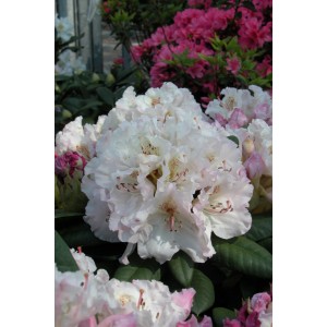 Primo piano di un rododendro bianco con accenti rosa, vaso da 6 l.