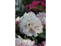 Rhododendron Verschiedene Farben 6 l