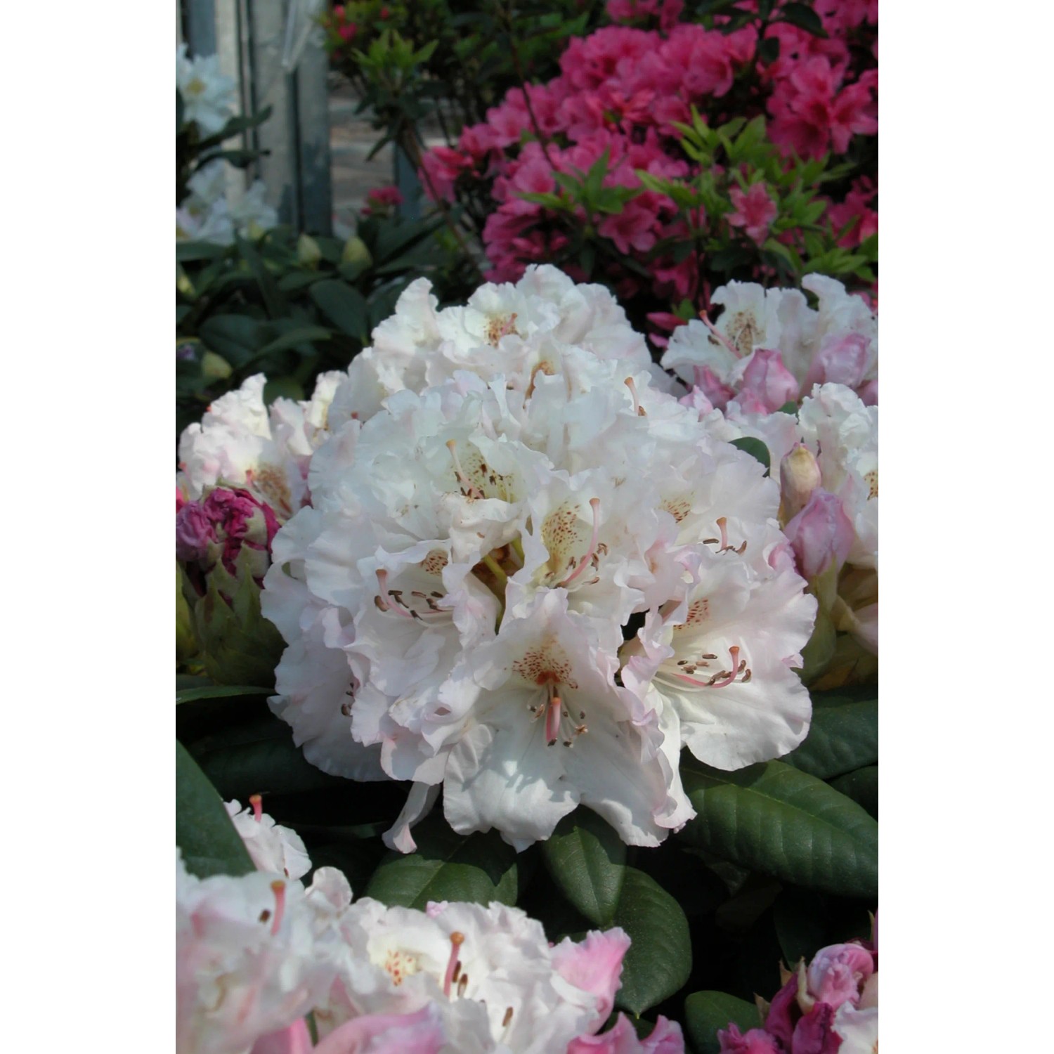 Rhododendren & Azaleen kaufen  OBI alles fr Heim, Haus, Garten und Bau