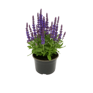 Steppen-Salbei Salvia nemorosa mit violett-blauen Blüten im Topf (ca. 15 cm). Robuste Staude für Garten & Beet.