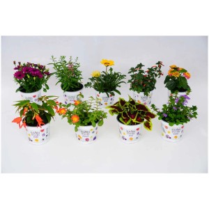 Diverses plantes d'été en pot (Ø 12 cm) avec des fleurs colorées en Seasonal Colours Mix.