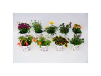 Seasonal Colours Mix Topf Ø 12 cm / 1 Stk.