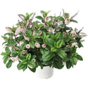 Strauchveronika Hebe Hybrida Queen Kiwi im Topf, mit grünen Blättern und weißen Blüten.